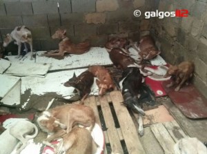 130814-podenco1-590x440