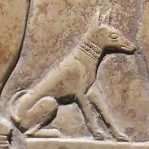 Ancient Egyptian Dogs1