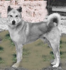canaan dog
